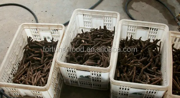 
Wood production paulownia shan tong seedling 