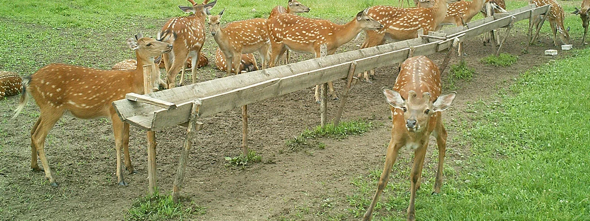 Compact design Basic wildlife nature app hunting trail video camera