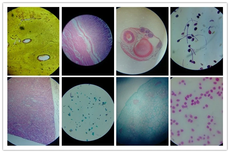 Biology Microscope 50pcs Bacteria Prepared Slides Buy Biology