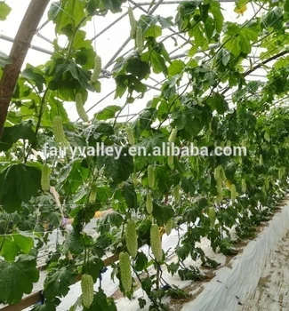 Early Maturity Hybrid White Bitter Gourd Seeds Of Vegetable Seeds