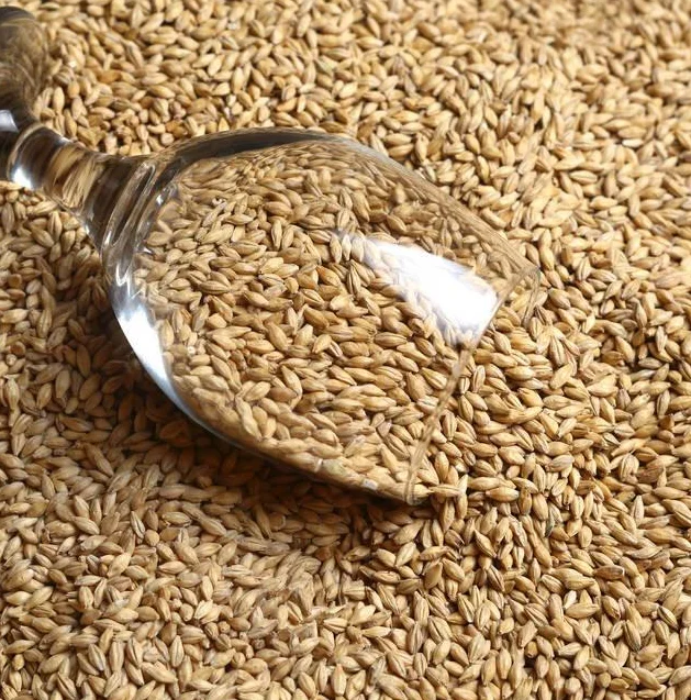 top quality manufacture germinated barley bulk malted barley