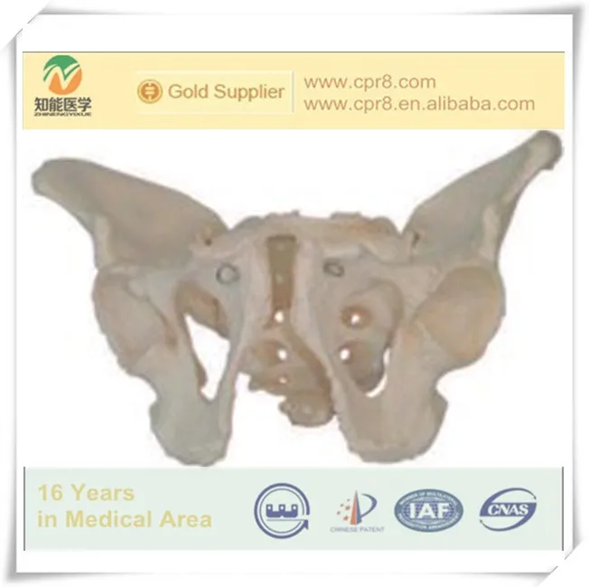 Bix-a1035 High Quality Medical Anatomical Male Pelvic Anatomic Model ...