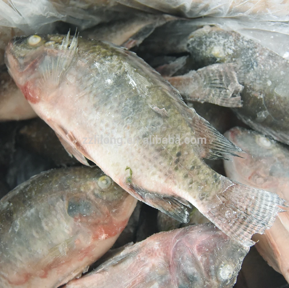 
Frozen Horse Mackerel/Pacific Mackerel/Tuna/Trout/Bonito/Tilapia/Squid/Salmon fish 