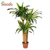 Faux Corn plant Draceaena Fragrans artificial Dracaena angustifo plastic tree for home and office decoration