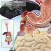 ENOVO/ VISCERA- Digestive system, Human Digestive System Medical Teaching Anatomical Model, 12549