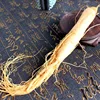 Ginseng root
