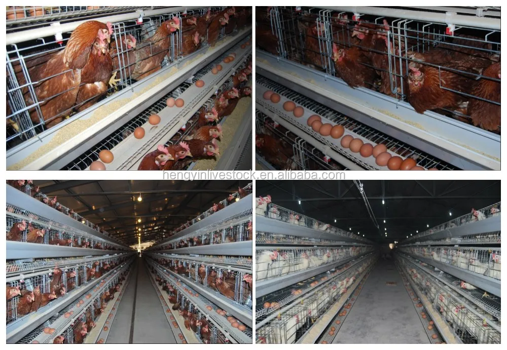 Automatic Poultry Farm Equipment Design Layer Quail Cages For Sale