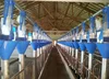 /product-detail/modern-design-automatic-for-pig-farming-equipment-60682944086.html