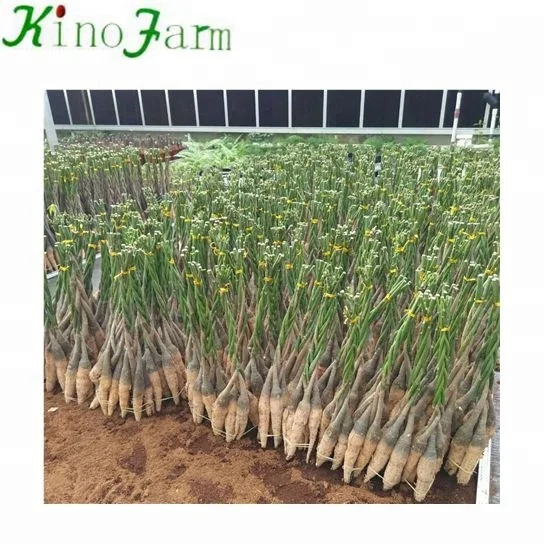 
pachira money trees plant 