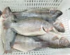 Frozen Fresh Gutted, Scaled & Gilled Cleaned Tilapia Fish Products