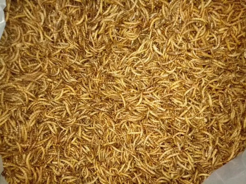 Yellow Frozen Mealworms For Pet Birds Food Buy Mealworm,Tenorio