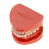 Azdent Teeth Model / Natural Size Red Standard Teaching Use Dental Human Teeth Model for Sale