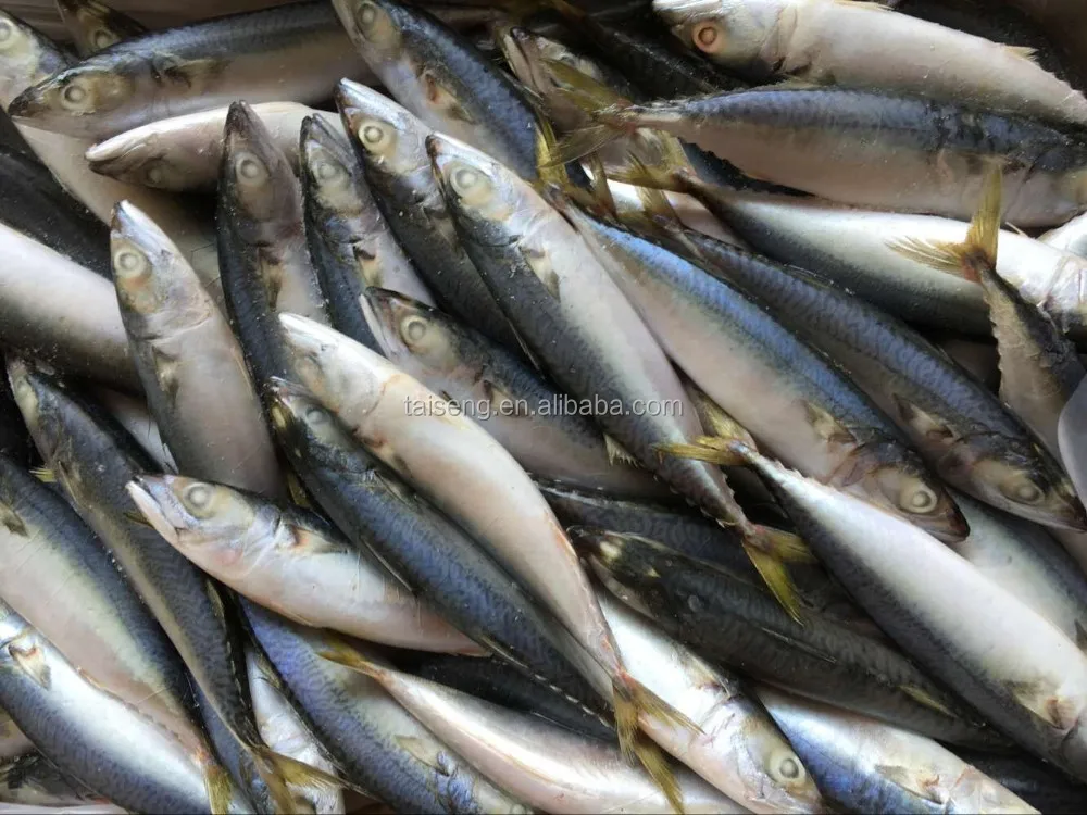 Frozen Seafood Pacific Mackerel Fish Exporter From China Buy Pacific
