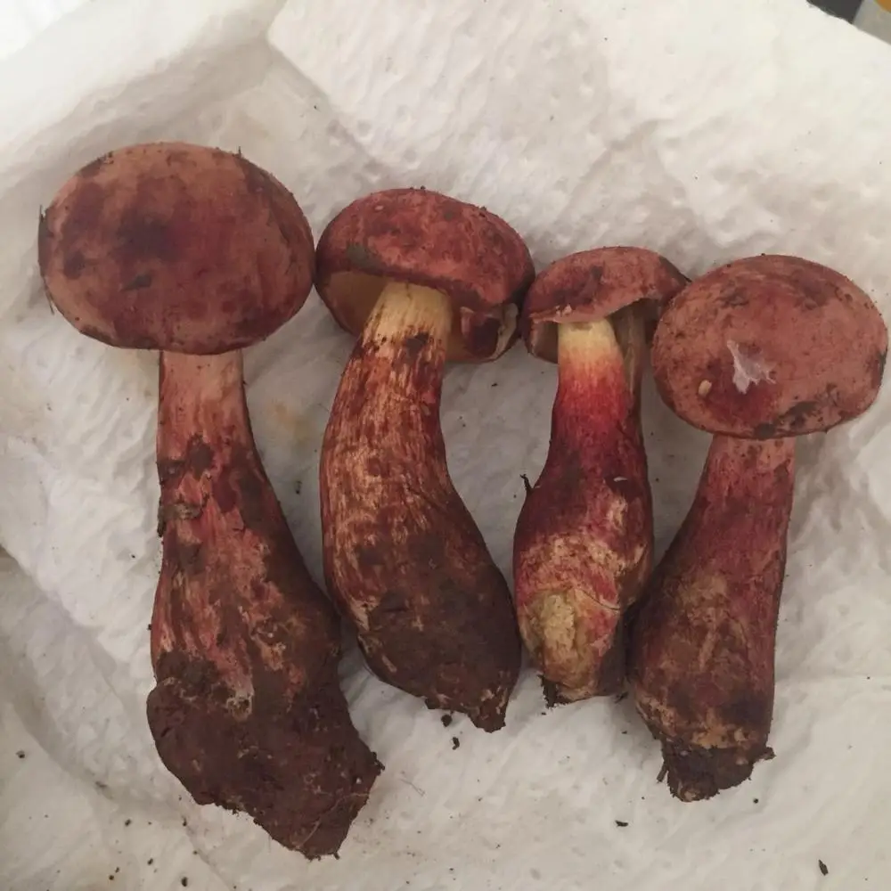 
Detan Forest Boletus 