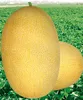 HSM03 Kaolv oval golden yellow F1 hybrid hami melon seeds,honeydew melon