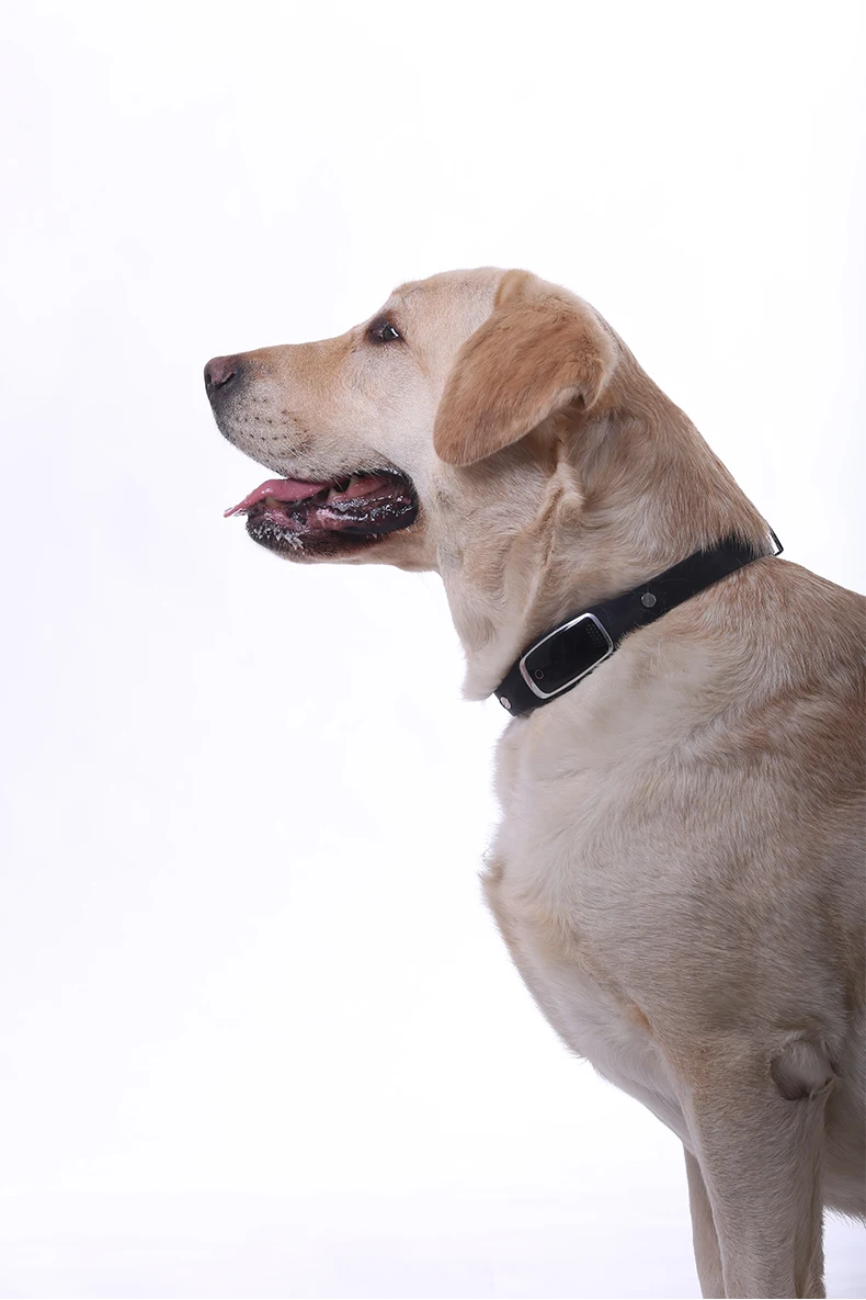 S1 Geo Fence Waterproof Dog Collar Pet Gps Tracker With Free App - Buy ...