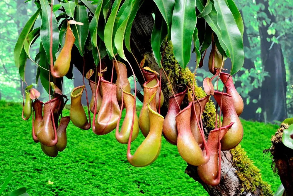 
Nepenthes sp. 