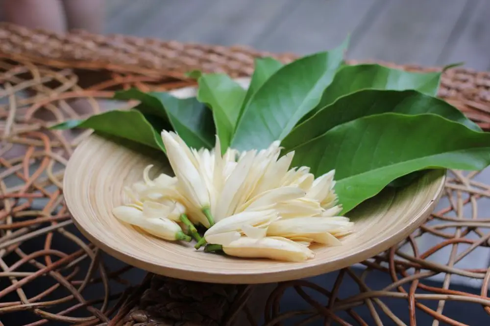 Magnolia Denudata water2.jpg