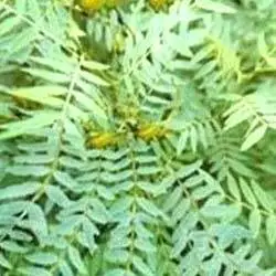 1000 Gambar Daun Neem Paling Keren 1000 Gambar Daun Neem Paling Keren