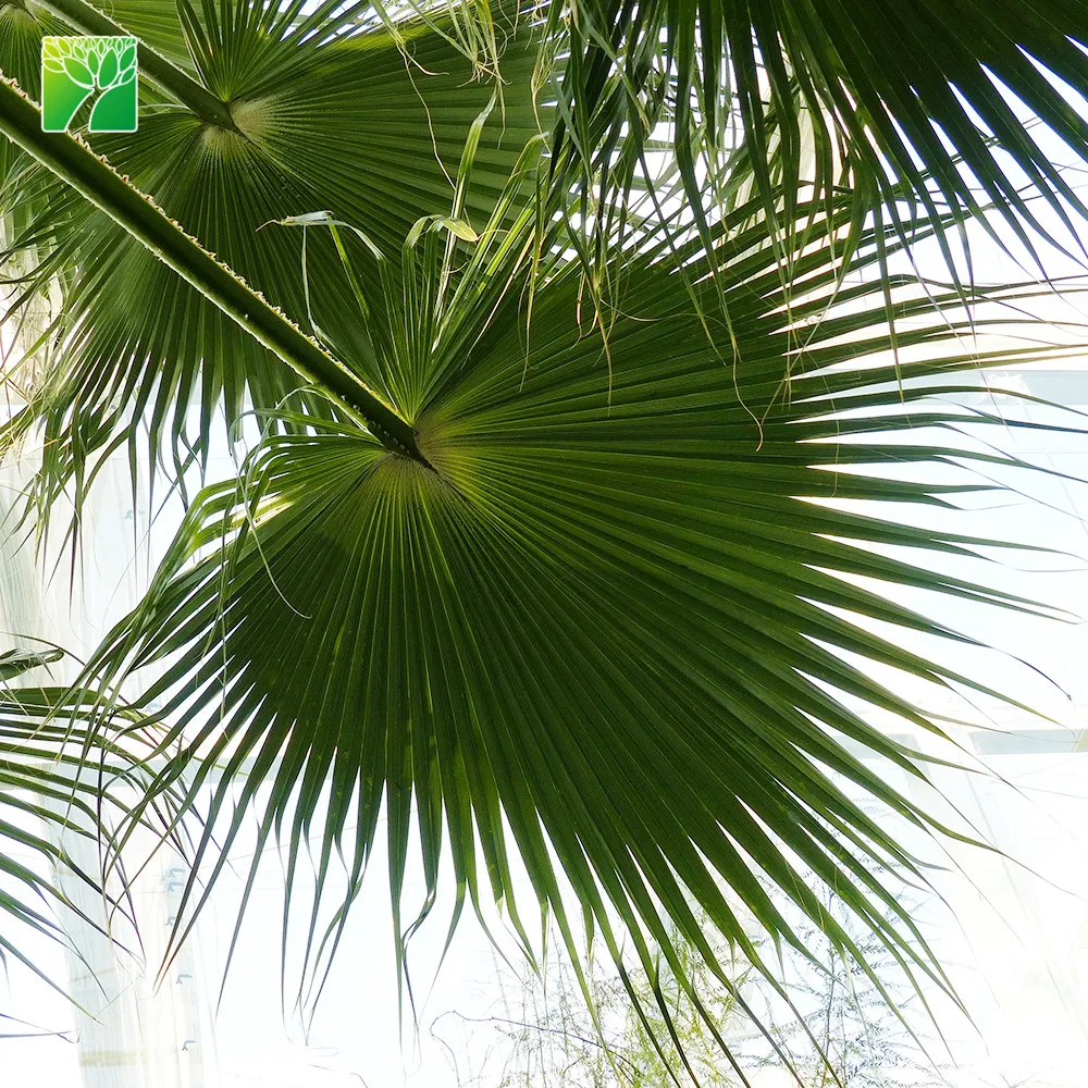 
Farm price 65cm crown diameter evergreen Washingtonia filifera perennial fresh plant 