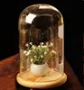 Wholese Fashion Design and High Quality Glass Bell Cloche with Wooden Base for Decorations