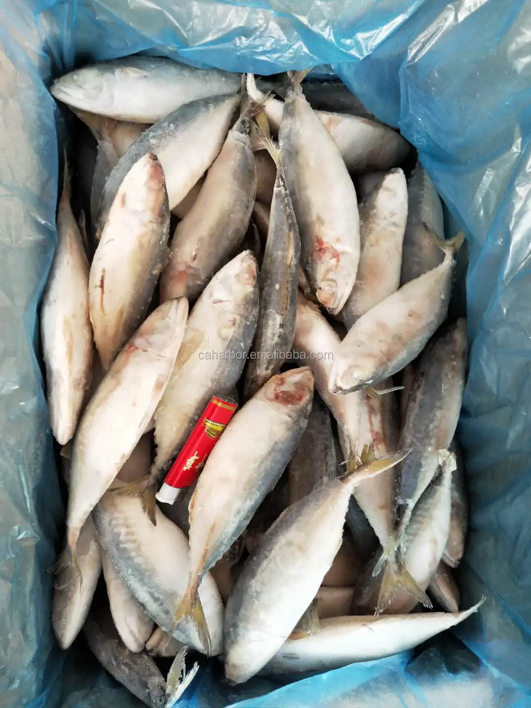 新季优质海鲜冷冻印度鲭鱼