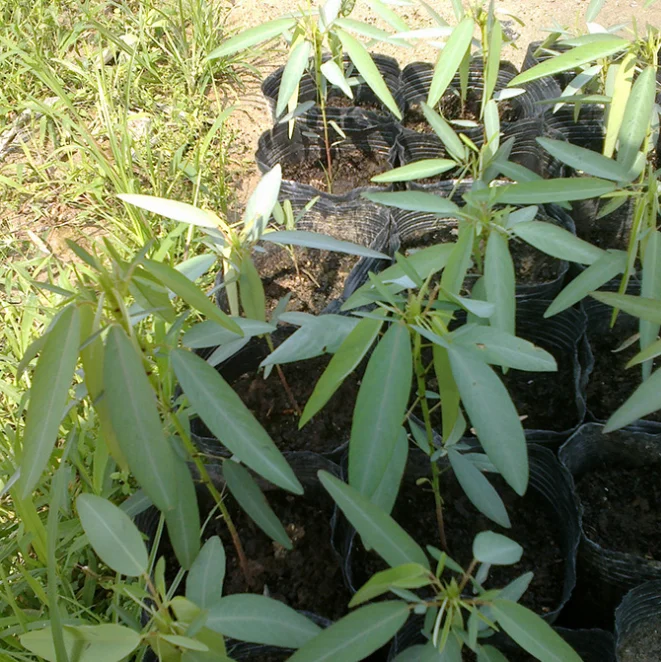 神奇的跳舞草植物种子信号灯植物种子待售