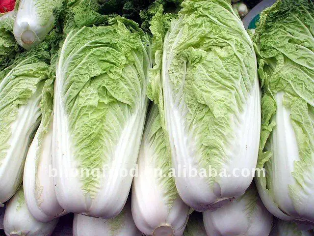 chinese cabbage111.jpg