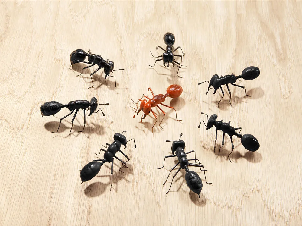 Муравьи матабеле. Муравей мотабелла. Рыжий лесной муравей. Термиты и муравьи битва. Муравей матабеле матка.