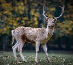 Export  size  Diameter  2.0mm/2.5mm/ 2.75mm/ 3.0mm tungsten  pellets /shot