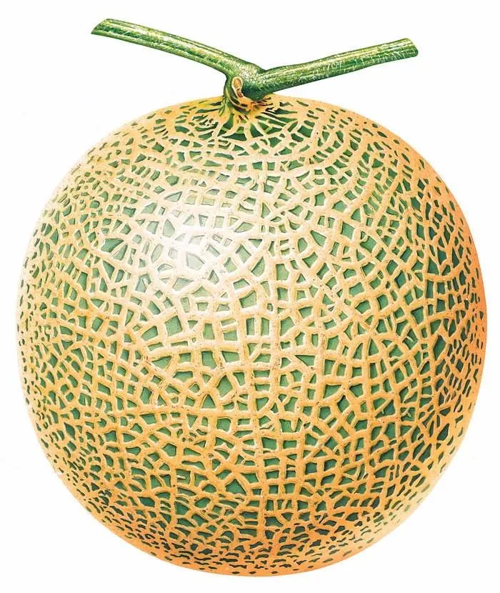 Thick Skin Japanese Early Maturity Melon Seeds Buy Japanese Melon