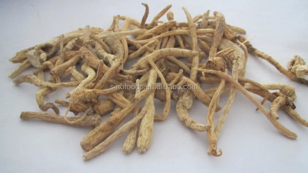 Asal Amerika Ginseng Liar Akar Buy Ginseng Liar Akar Seluruh Akar Ginseng Dimakan Akar Tanaman Product On Alibaba Com