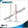 Kingstic scientific advanced pvc human skeleton anatomic models