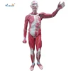 Whole muscles anatomy set muscles anatomy model human muscles anatomy model