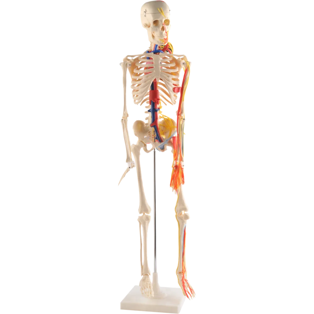 Модель скелет человека 85 см. Скелет с нервами человека модель. Настоящая модель скелета. Подвижная модель скелета человека.
