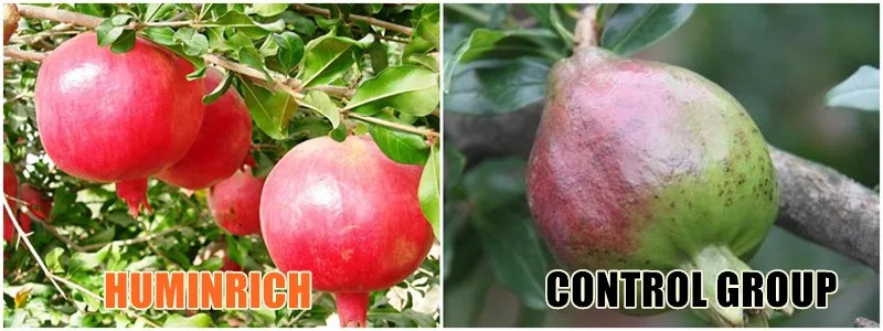 Humic Acid Fertilizer Thailand.jpg