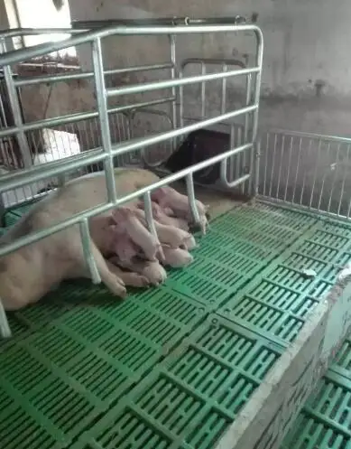 bmc floor slats for pig farming