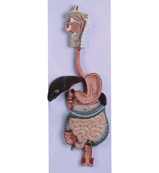 Human Digestive System Model - Buy Digestive System,Digestive System ...