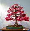 Beautiful Live Pink/Red Maple Bonsais, Pot Plants