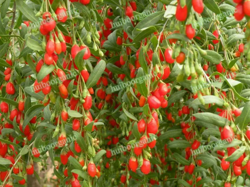 goji_wolfberry_04