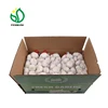 Fresh Garlic Box 10kg or Mesh Bag.