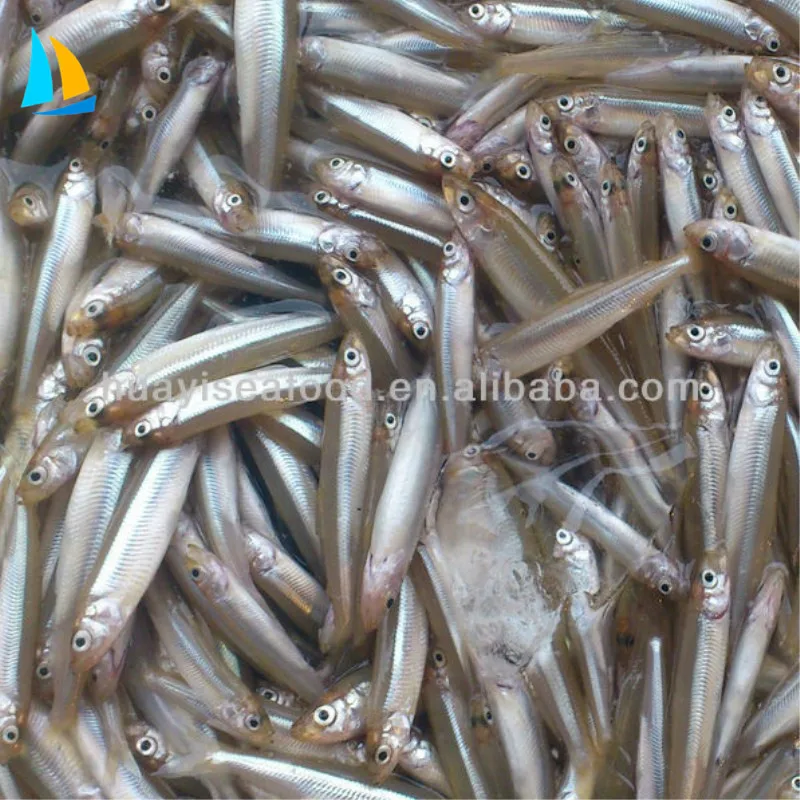 Natural Frozen Fresh Bulk Pond Smelt Fish With Competitive Price Buy
