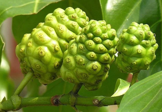 organic noni fruit extract powder