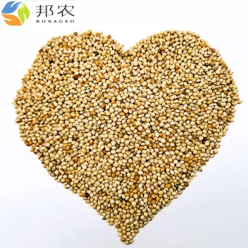 
White millet 