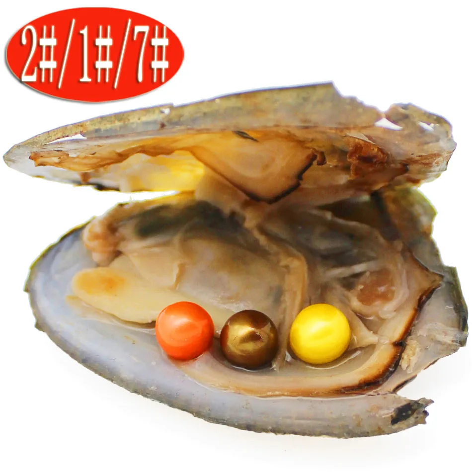

vacuum packed freshwater pearl oysters AAAA grade round 6-7mm pearl oysters 3 pearls in the oyster
