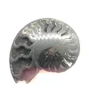 Wholesale polished firework shell pure natural Jade big screw the fossil stone for slices