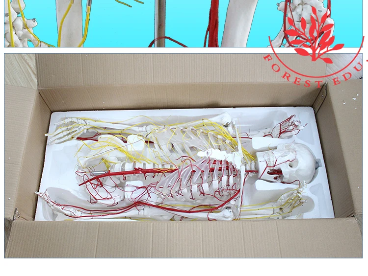 14 Skeleton model.jpg