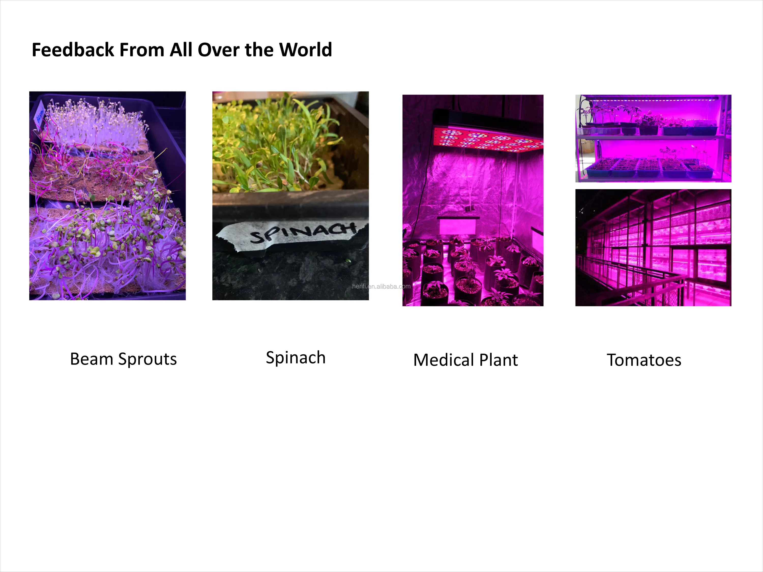 Herifi Led Grow Light Cob Led Grow Light 1000w 2000w 3000w 5000w Full