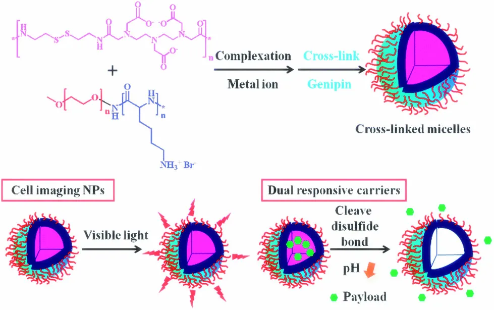Genipin Cross-link.jpg