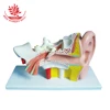 External ,middle and inner ear model